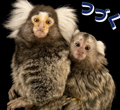 marmoset